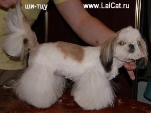Стрижка собак и кошек разных пород. Курсы груминга