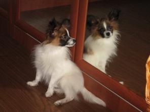 Папийон(Papillon) щенки