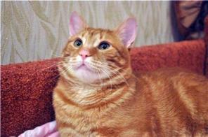 В дар класнючий кот. Дарий ищет дом.