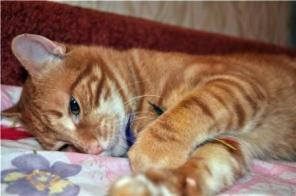 В дар класнючий кот. Дарий ищет дом.