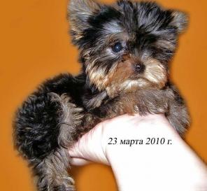 Йоркширский терьер мини s
