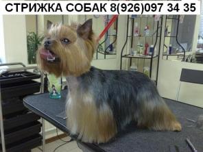 стрижка собак