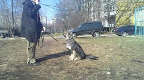Метис Хаски ищет дом!