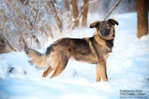 Ласковая девочка Дуся ищет добрых хозяев!
