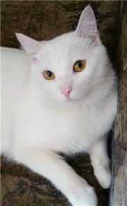 Отдаются кот с кошкой