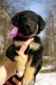 Ласковые карапузы в дар, щенки 1,5 мес.