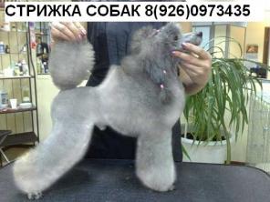 Стрижка собак. Профессионально.