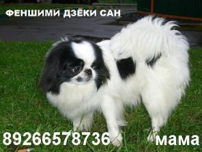 Японского хина. Щенки. Продаю