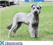 Ищет дом роскошная красавица Марта.