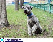 Ищет дом роскошная красавица Марта.