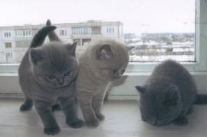 Котят шотландских продаю