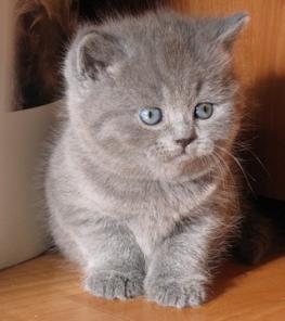 британские котята из питомника