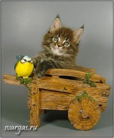 Мейн-кун котята из питомника