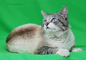Кот тайский в добрые руки