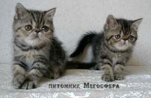Экзотические плюшевые котята