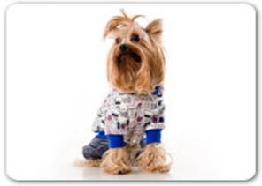 Одежда для собак Life dog