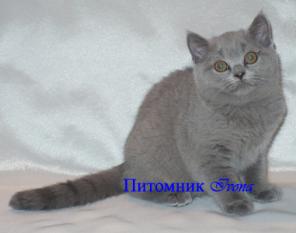 Продаются британские кошечки
