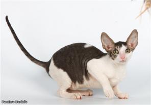 корниш-рекс котята