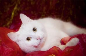 Спокойный и ласковый белый котик Уинтер Уайт