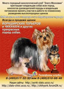 Щенки чихуахуа г-ш