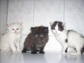 Сибирские котята очень красивые в дар