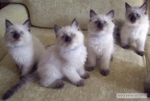 Невские Маскарадные Котята