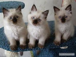 Невские Маскарадные Котята