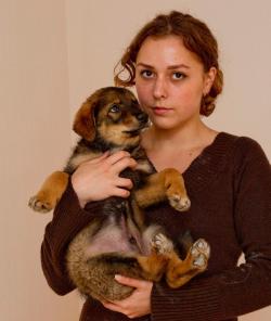Отдам пушистого щенка шоколадного окраса.