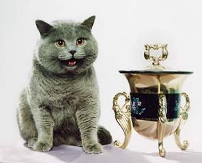 Вязка. британский и шотландский коты приглашают невест