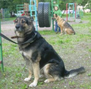 Отдам собаку. Мальчик 7 лет