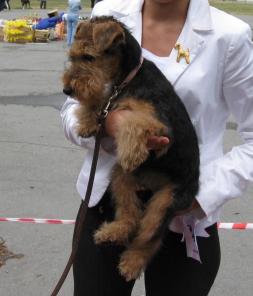 Щенок Вельштерьера