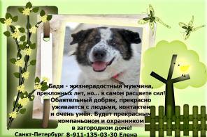 Обаятельный компаньон Бади в добрые руки