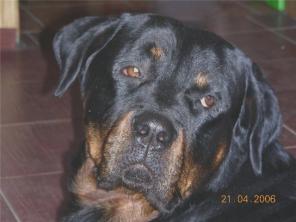 Ротвейлер Максим, 7 лет, ищет новый дом! (Питер)