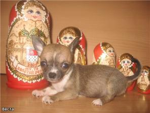 щенки чихуа