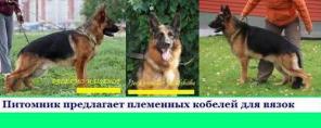 Немецкая овчарка кобели для вязок