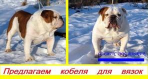 Английский бульдог кобель для вязок