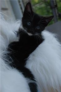 Котенок Черчиль ищет дом.
