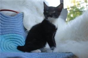 Котенок Черчиль ищет дом.
