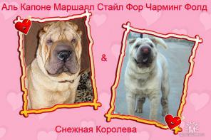 Шарпея щенки