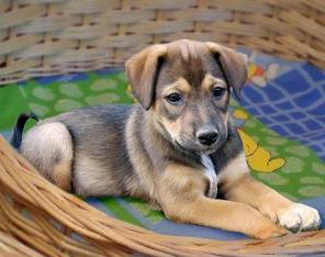 Умница Буч. Щенок 5 мес. в дар