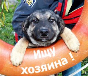 Жужа (4 мес.) Щенок в дар!