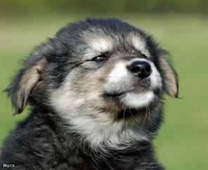 Щенок в дар! Мотя, ок. 3 мес.