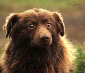 Барни Шоколадный Мишка,5 лет
