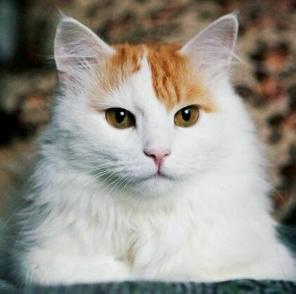 В дар милый добрый котик Лёва.