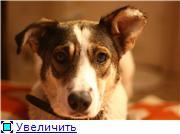 Очень умная и грустная Белка ждет Хозяина!