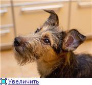 Веселый Дежа
