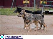 Ромео и Джулия, метисы лайки с овчаркой ищут свой добрый дом!