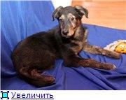 ТИГРАША, щенок "с изюминкой", в добрые руки!