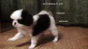 Щенки ЯПОНСКОГО ХИНА