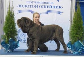 мастино наполетано высокопородные щенки